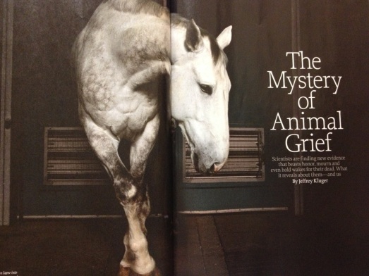 Time Story - Animals Grieving